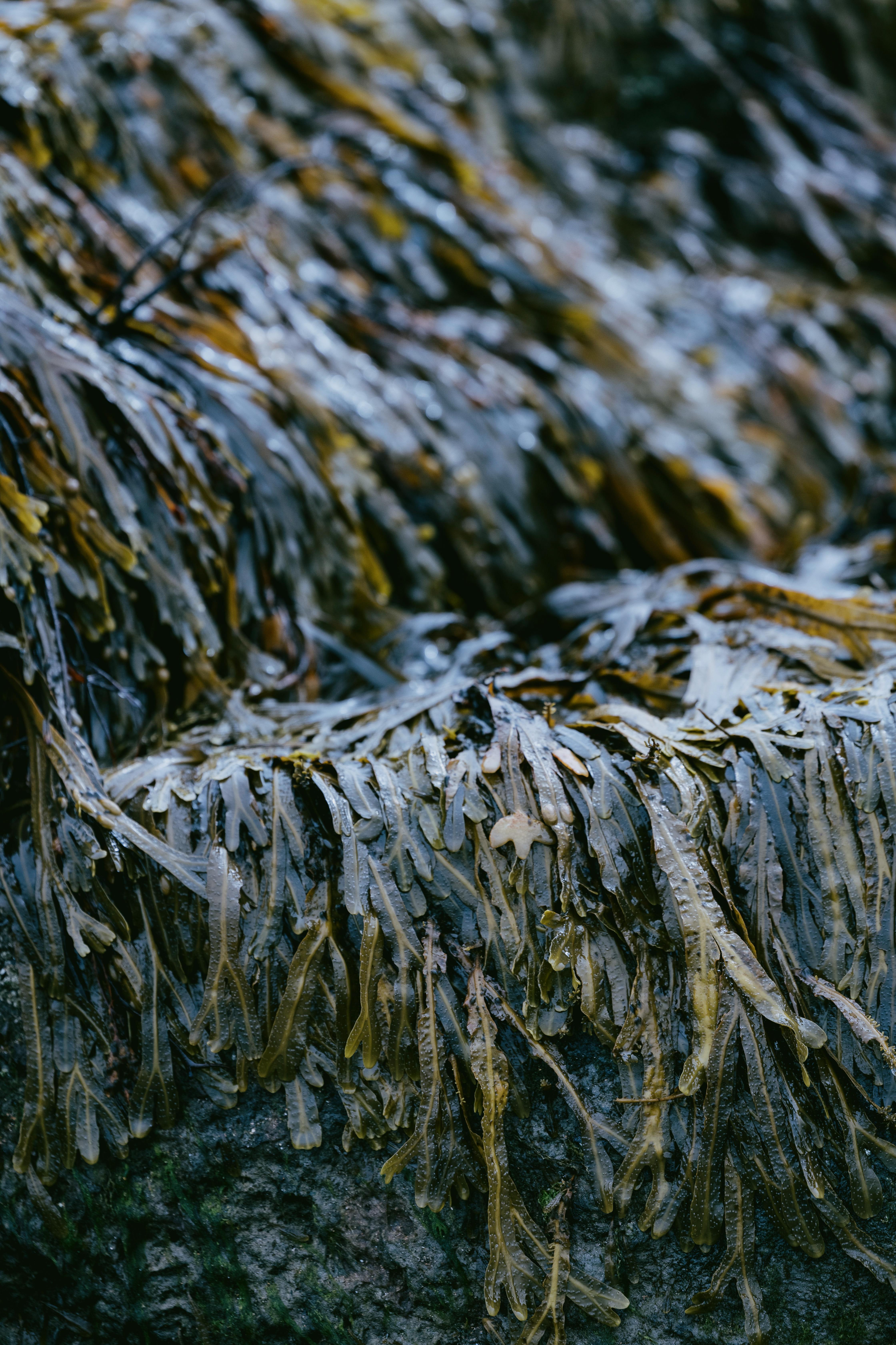 Dornoch Station Hotel Bagian luar foto Seaweed